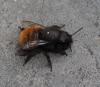 Osmia cornuta